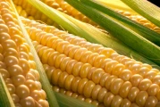 Corn: From Street Corn to Corn Syrup, Why It's Everywhere