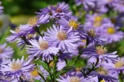 The Aster DEX: What It Is and the Future It’s Building